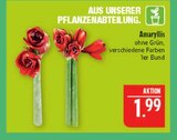 Amaryllis im Angebot bei Marktkauf in Altenburg Amaryllis Angebote bei Marktkauf Altenburg für 1,99 €
