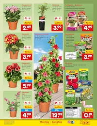 Netto Marken-Discount Sträucher im Prospekt Netto Marken-Discount Sträucher im Prospekt