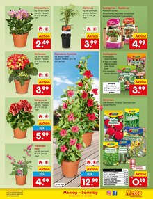 Tomaten im Netto Marken-Discount Prospekt "Aktuelle Angebote" mit 65 Seiten (München)