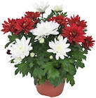 Chrysantheme Angebote bei Penny Saarbrücken für 1,69 €