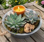 Aktuelles Hauswurz-Arrangement in Zinkwanne Angebot bei Pflanzen Kölle in Hamburg ab 17,99 €