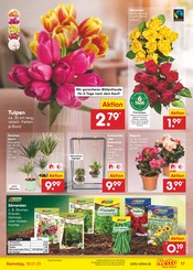 Pflanzen im Netto Marken-Discount Prospekt in Wolfenbüttel Aktueller Netto Marken-Discount Prospekt mit Pflanzen, "Aktuelle Angebote", Seite 25