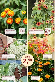 Pflanzen im Garten-Center Nordharz GmbH & Co. KG Prospekt "SUMMER TIME!" mit 16 Seiten (Braunschweig)