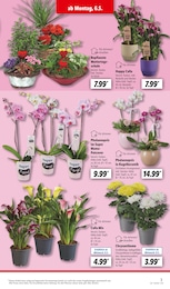 Zimmerpflanzen Angebot im aktuellen Lidl Prospekt auf Seite 3