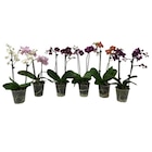 Orchidée 2 tiges en promo chez Carrefour Champigny-sur-Marne à 6,99 €