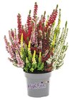 Calluna „High Five“ oder „Skyline“* für 2,49 € bei Netto mit dem Scottie im Angebot Calluna „High Five“ oder „Skyline“* im aktuellen Netto mit dem Scottie Prospekt