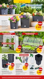 Blumenkasten Angebot im aktuellen Penny Prospekt auf Seite 38