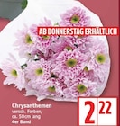 Chrysanthemen im aktuellen EDEKA Prospekt