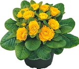 Rosenprimel bei Hagebaumarkt im Iserlohn Prospekt für 3,99 €