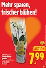 Schmetterlingsorchidee von EDEKA Regional für 7,99 € bei E center im Angebot Schmetterlingsorchidee von EDEKA Regional im aktuellen E center Prospekt