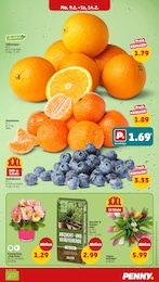 Pflanzen Angebot im aktuellen Penny Prospekt auf Seite 7
