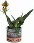Ornithogalum en pot céramique en promo chez Lidl Nancy à 5,99 €