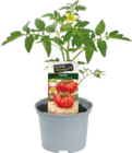 Tomatenpflanzen im aktuellen Globus-Baumarkt Prospekt
