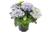 Aktuelles Bauernhortensie Angebot bei OBI in Aachen ab 9,99 €