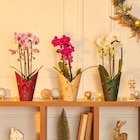 Orchidée Phalaenopsis - Carrefour Market à Angers Orchidée Phalaenopsis en promo chez Carrefour Market Angers à 13,99 €