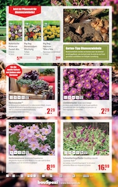 Aktueller bauSpezi Prospekt mit Blumenzwiebeln, "Bau- und Heimwerkermärkte", Seite 9