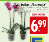 Orchidee 'Phalaenopsis' im EDEKA Prospekt Orchidee 'Phalaenopsis' von im aktuellen EDEKA Prospekt für 6,99 €