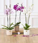 Orchidée 2 tiges - Super U à Besançon Orchidée 2 tiges en promo chez Super U Besançon à 11,99 €