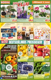 Schale Angebot & Preis im aktuellen Norma Prospekt Schale Angebot im aktuellen Norma Prospekt auf Seite 14