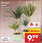 Drachenbaum von Dracaena im aktuellen Netto Marken-Discount Prospekt für 9,99 €