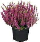 Wreesmann Wanzleben - HEIDE Angebot im Prospekt HEIDE bei Wreesmann im Wanzleben Prospekt für 1,49 €