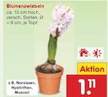 Blumenzwiebeln Angebote bei Netto Marken-Discount Hamm für 1,11 €