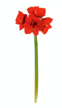Amaryllis bei ALDI SÜD in Offenbach Amaryllis im Angebot bei ALDI SÜD Offenbach für 1,49 €