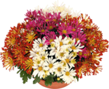 COUPE CHRYSANTHÈME VARIÉTÉS SPÉCIALES - SANS MARQUE en promo chez Auchan Supermarché Boulogne-Billancourt à 6,99 €