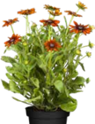 Aktuelle Blumen Angebote bei Pflanzen Kölle in Erlangen Aktuelles Garten-Sonnenhut Angebot bei Pflanzen Kölle in Erlangen ab 9,49 €
