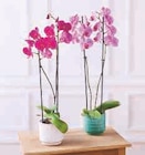 Orchidée 2 Tiges en promo chez Super U Tours à 11,99 €