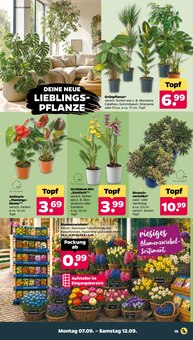 Blumen Angebot im Netto mit dem Scottie Prospekt, gültig von 07.09.2026 bis 12.09.2026 Blumen Angebot im aktuellen Netto mit dem Scottie Prospekt auf Seite 21