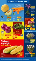 Lidl Orchidee im Prospekt Lidl Orchidee im Prospekt