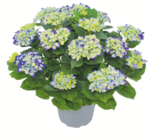 Aktuelles Ballhortensie XL Angebot bei toom Baumarkt in Halle (Saale) ab 25,99 €