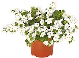 Schneeflocke »Bacopa« im Angebot bei REWE in Hückelhoven Schneeflocke »Bacopa« Angebote bei REWE Hückelhoven für 2,00 €