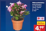 Aktuelles Weihnachtskaktus Angebot bei Netto Marken-Discount in Nürnberg ab 4,99 €