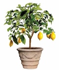 Echte Zitrone von  im aktuellen Dehner Garten-Center Prospekt für 34,99 €