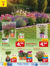 Salbei im Netto Marken-Discount Prospekt in Reutlingen Aktueller Netto Marken-Discount Prospekt mit Salbei, "Aktuelle Angebote", Seite 38