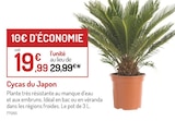 Cycas du japon - Botanic à Argenteuil Cycas du japon en promo chez Botanic Argenteuil à 19,99 €