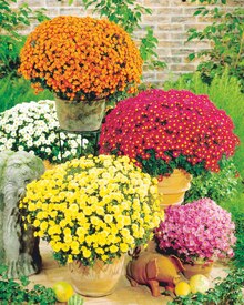 CHRYSANTHÈME POMPONNETTE - Carrefour Market à Guyancourt CHRYSANTHÈME POMPONNETTE en promo chez Carrefour Market Guyancourt à 9,89 €