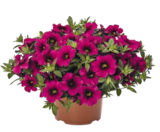 Zauberglöckchen 'Calibrachoa' bei Hagebaumarkt im Unterhaching Prospekt für 2,59 €