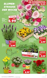 Lavendel Angebot & Preis im aktuellen Kaufland Prospekt Lavendel Angebot im aktuellen Kaufland Prospekt auf Seite 17