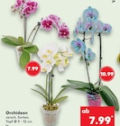 Orchideen im Angebot bei Kaufland in Hannover Orchideen Angebote bei Kaufland Hannover für 7,99 €