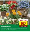 Sommerblumen Angebote bei toom Baumarkt Emden für 0,89 €