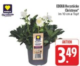 Christrose im Angebot bei E center in Schweinfurt Christrose Angebote von EDEKA Herzstücke bei E center Schweinfurt für 3,49 €