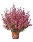 Erica gracilis dans le catalogue Lidl