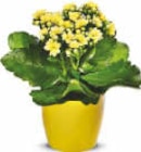 Netto Marken-Discount Euskirchen - Mini Kalanchoe Angebot im Prospekt Mini Kalanchoe bei Netto Marken-Discount im Euskirchen Prospekt für 0,99 €