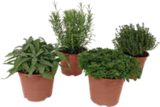 Italienische Kräuter von Grow by OBI im aktuellen OBI Prospekt für 3,49 €