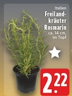 Freilandkräuter Rosmarin bei EDEKA im  Prospekt für 2,22 €