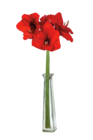 Zimmerpflanzen im Lidl Prospekt Amaryllis im aktuellen Lidl Prospekt für 2,49 €