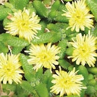 Promo Delosperma Echinatum - Le pot de 9 x 9 cm à 3,79 € dans le catalogue Botanic à Annemasse
